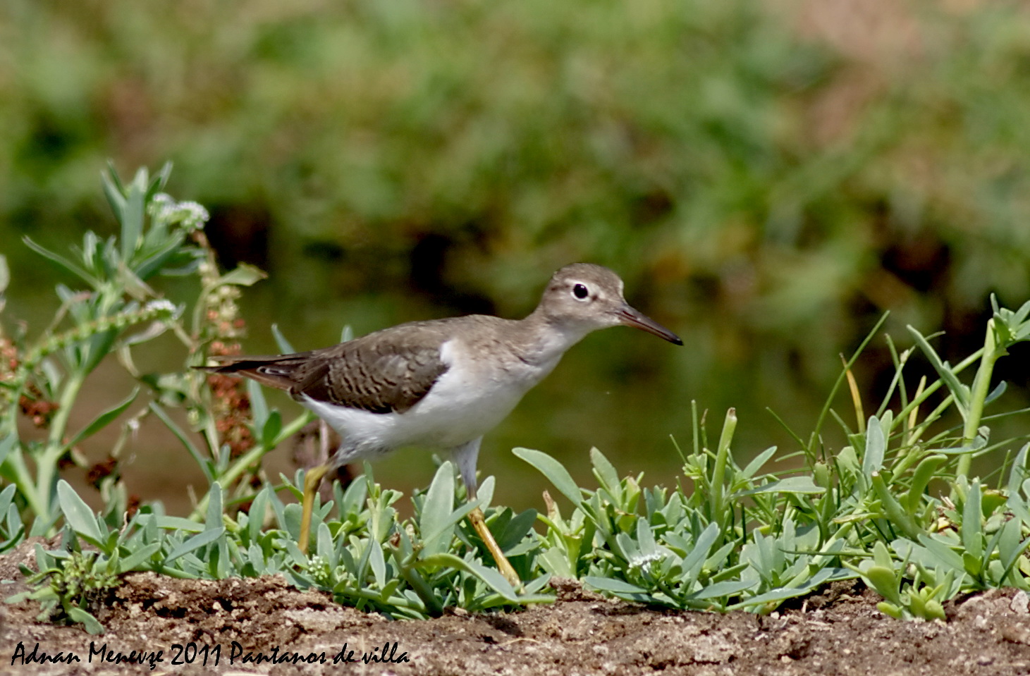 Wandering Tattler